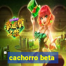 cachorro beta