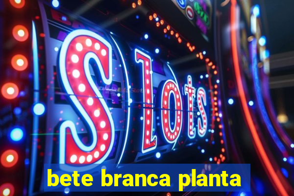 bete branca planta