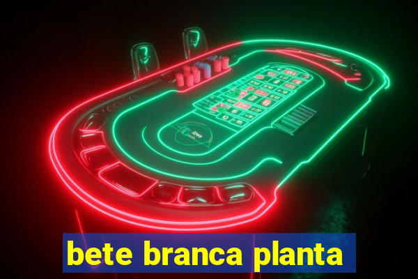 bete branca planta