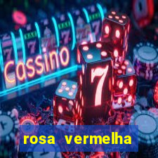 rosa vermelha (letra e cifra)